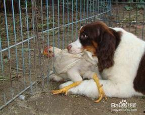 吃鸡宠物爆料最新,揭秘游戏内隐藏的萌宠养成秘籍